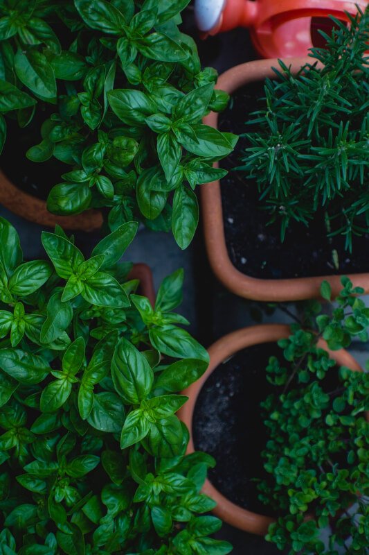 Top 10 Herbs For Adding Flavor To Healthy Garden Recipes