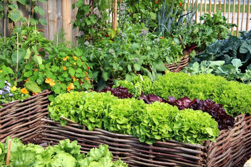 what are the best vegetables to grow for healthy garden recipes 10