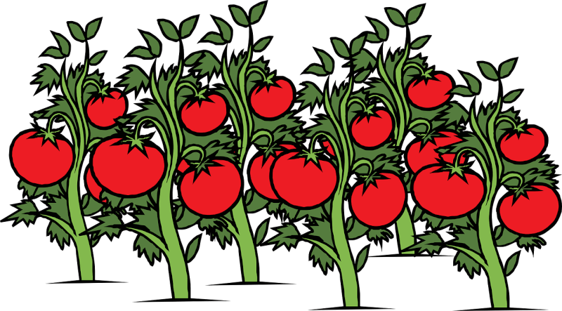 What to Consider When Growing Fruit Trees in an Urban Garden