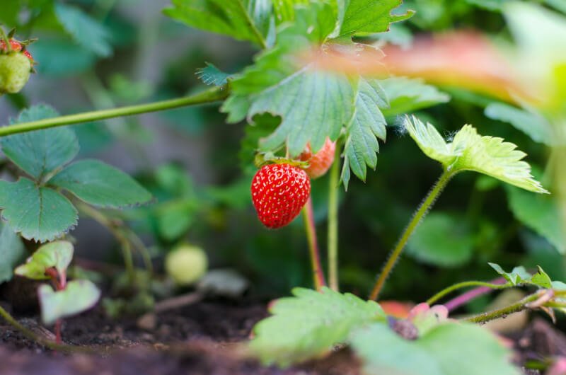 How To Grow Your Own Berries For Healthy Garden Recipes