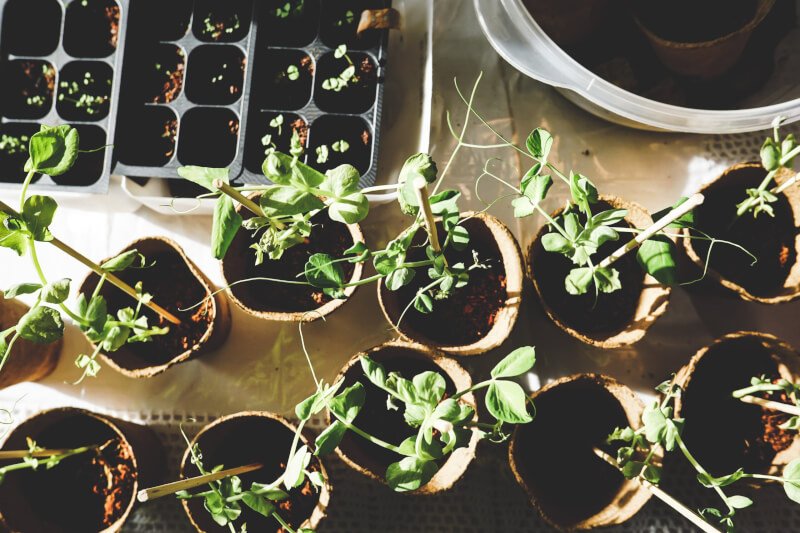 How To Make The Most Of Limited Space For Growing Your Own Ingredients