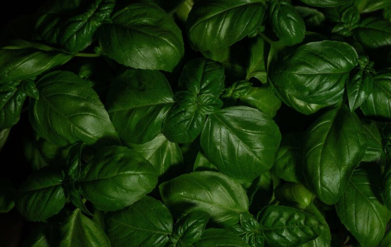 Best Ways To Use Fresh Garden Basil In Recipes